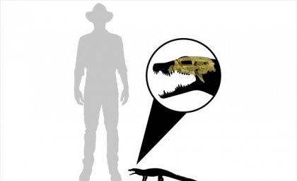 Illustration comparing the small size of the croc with human. Credit, Jorgo Ristevski
